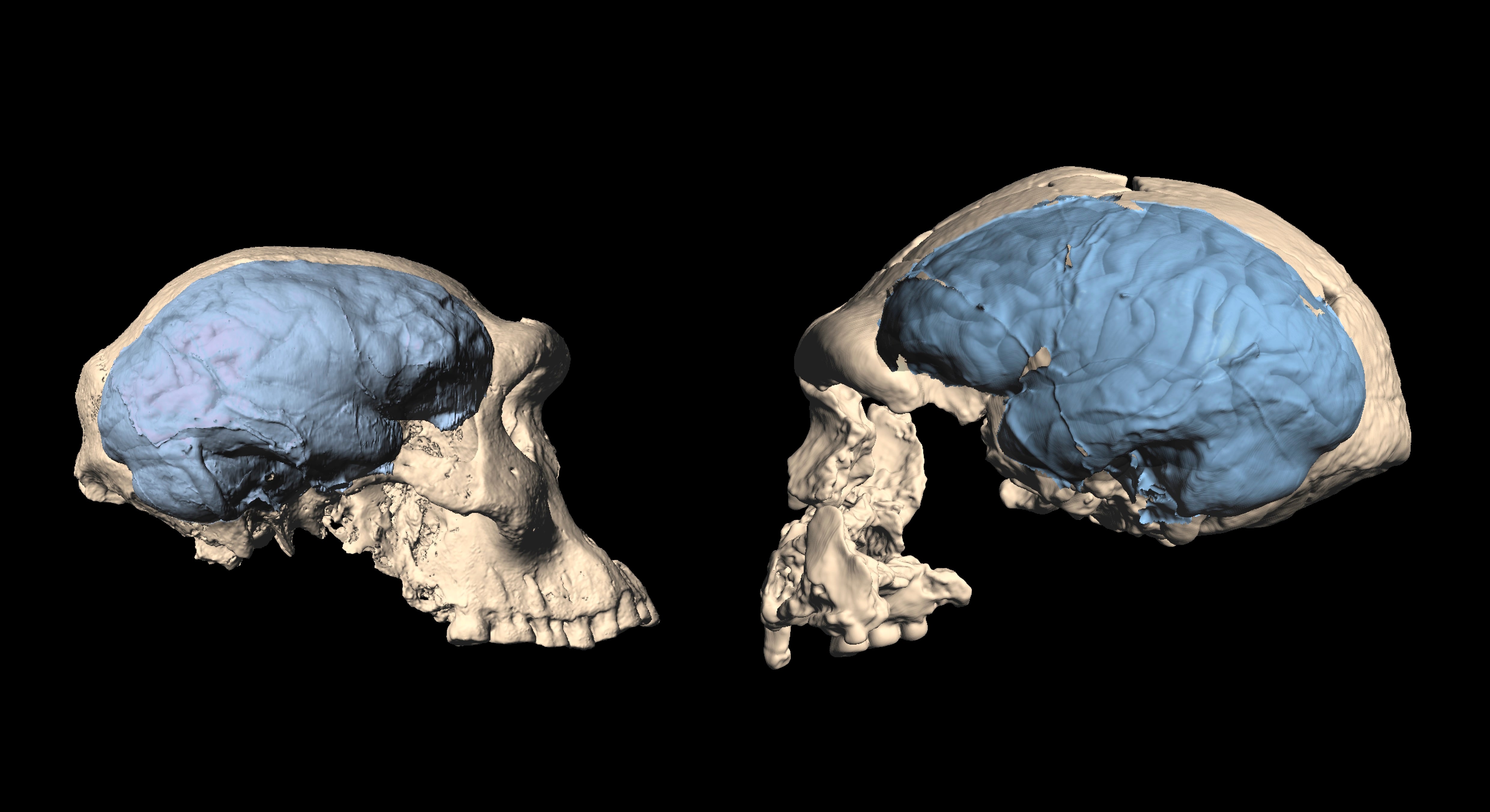 El análisis de dientes fósiles en Dmanisi revela la coexistencia de dos especies humanas antiguas en Eurasia - (EFE)