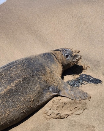 Primer plano de una foca monje de color gris oscuro, cubierta de arena, acostada en una playa de arena clara. Su cabeza está ligeramente levantada