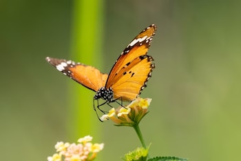 Mariposa con alas naranjas, puntos negros y blancos posada en flores pequeñas de color amarillo con fondo verde desenfocado