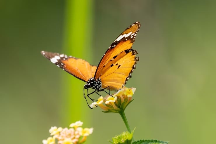 La Infraestructura Mundial de Información en Biodiversidad concentra casi el 26% de los datos de distribución de insectos en el Reino Unido, un sesgo que deja fuera a gran parte de la diversidad tropical (Magnific)