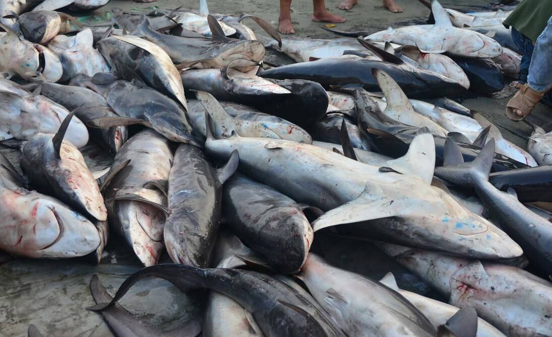 Pesca de tiburones (Foto: Diario El Universo)