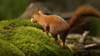 El estudio confirma que las