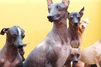 La celebración será un día