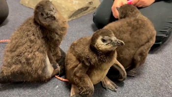 El Adventure Aquarium de Nueva