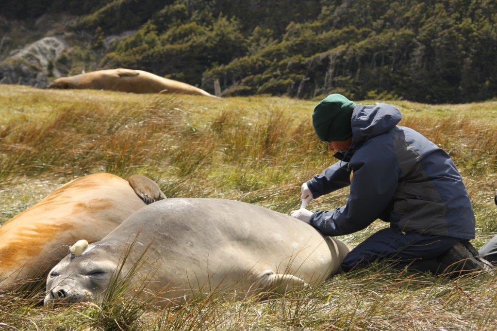 Un elefante marino juvenil recorrió más de 16.000 kilómetros durante casi 10 meses en un estudio de seguimiento satelital. (Alejandro Vila - WCS)