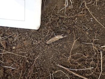 Durante esta jornada, además de