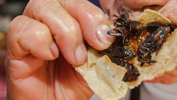 La entomofagia ofrece un perfil