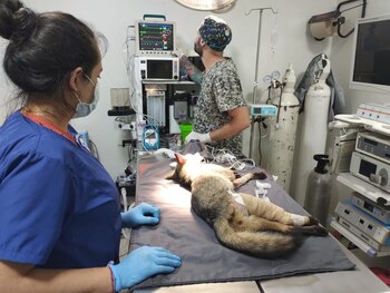 Al año más de 100.000