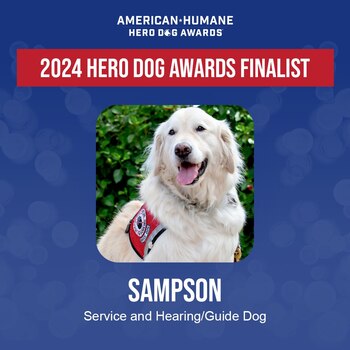 Sampson Service/ Guide dog Hero