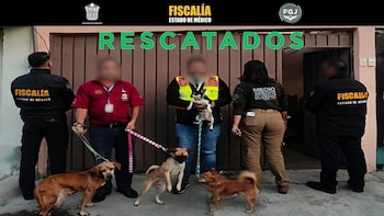 Rescatan a más de 30 perros y gatos víctimas de presunto maltrato en una casa de Ecatepec. FGJEM