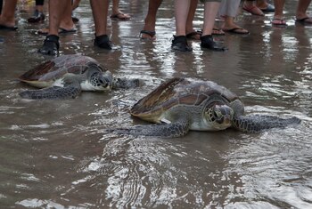 Tortugas marinas verdes (Chelonia mydas)