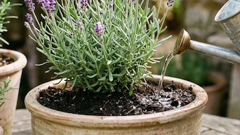 Una planta de lavanda francesa en una maceta de cerámica recibe agua vertida desde el pico de una regadera metálica