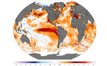 Anomalía diaria de la temperatura de la superficie del mar el 8 de septiembre de 2026, con valores de +7 °C a 8 °C en zonas del Pacífico ecuatorial oriental, cercanas a la costa de Sudamérica. - Créditos: Climate Reanalyzer.