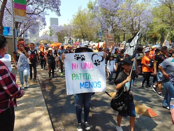 Realizarán una marcha por los animales el 2 de febrero Foto: Jesús Tovar Sosa