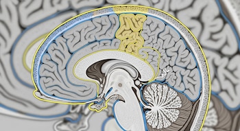 Ilustración sagital del cerebro humano mostrando la corteza prefrontal en amarillo, rodeada por capas azules y amarillas sobre un fondo cerebral borroso.