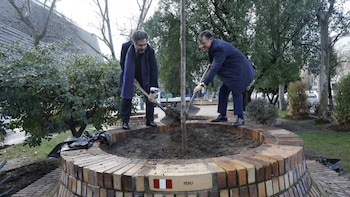 El árbol molle, símbolo de