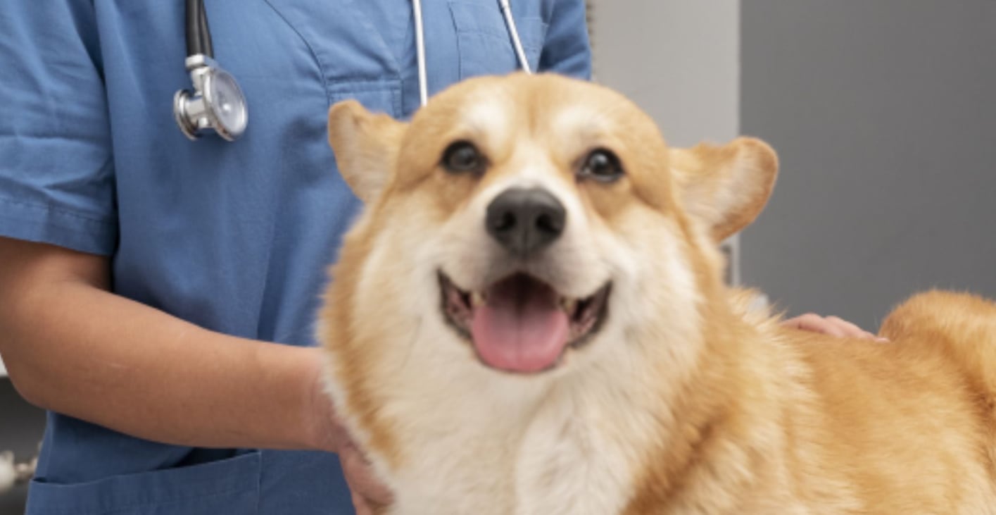 La desparasitación y el control de pulgas previenen enfermedades e infecciones que pueden afectar tanto a las mascotas como a las familias - Créditos: Freepik.