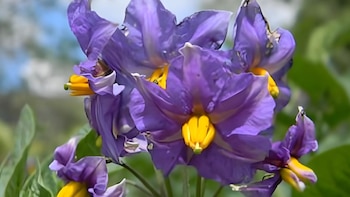 La flor de papa, apreciada