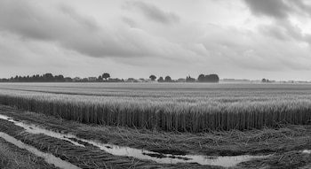 El Niño, originado en el