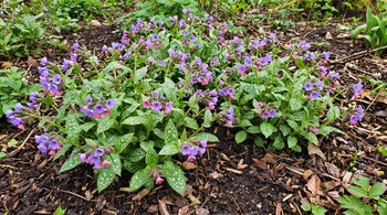 Plantas de pulmonaria con hojas manchadas y pequeñas flores rosadas y azules sobre tierra con trozos de corteza