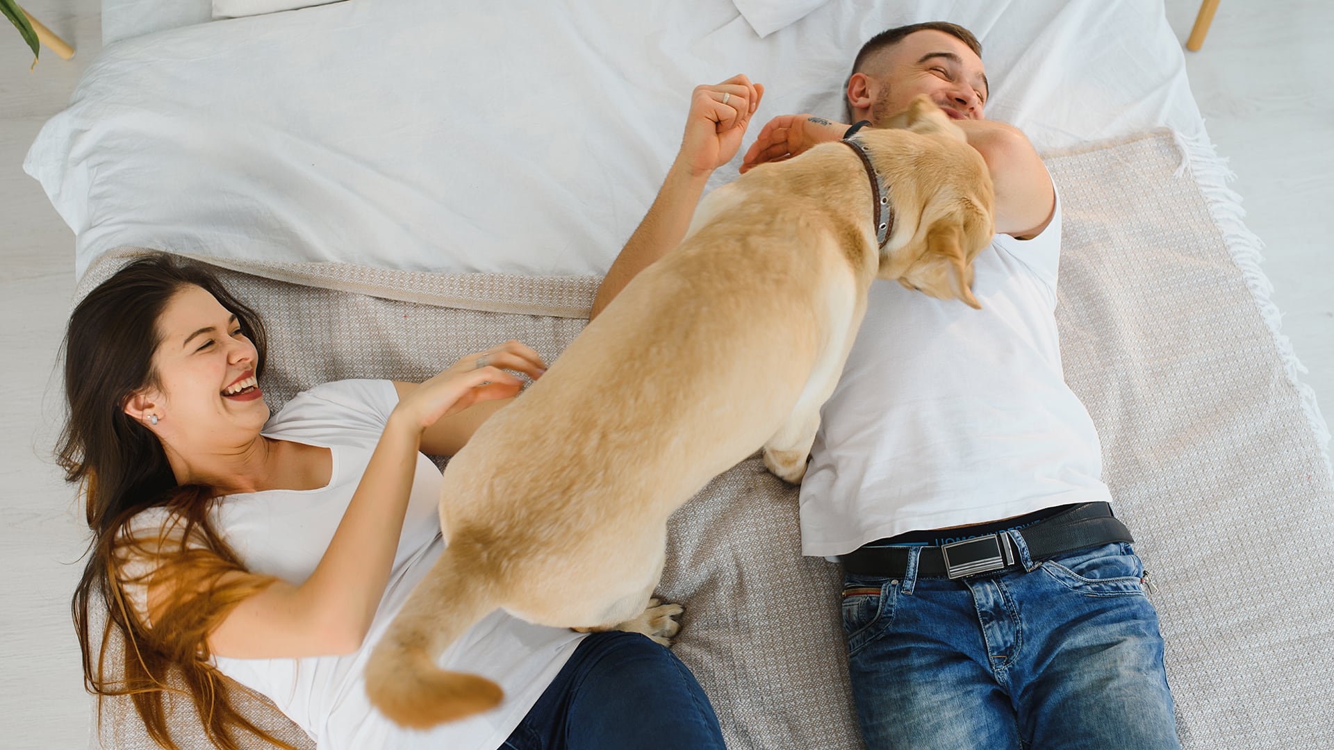 Los perros pueden identificar emociones humanas, como estrés o alegría, a través del olor (Freepik)