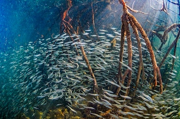 Fotografía de archivo cedida este