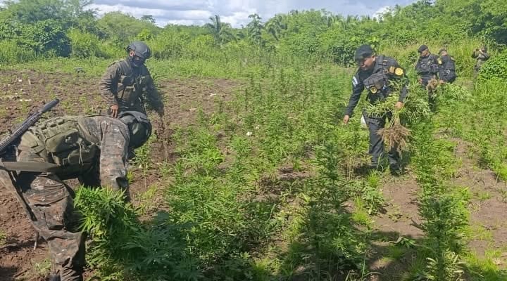 El Ejército de Guatemala, la SGAIA de la PNC y fiscales del Ministerio Público participaron en el operativo antinarcóticos en Petén. (Ejército de Guatemala)