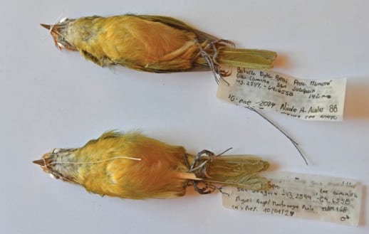 La investigación indicó que el verdillo del Beni se separó evolutivamente hace unos 6,6 millones de años del linaje vinculado a los verdillos brasileños (Gentileza, estudio Una nueva especie de verdillo de Bolivia del grupo Hylophilus poicilotis/amaurocephalus (Vireonidae), publicado en Avian Systematics)