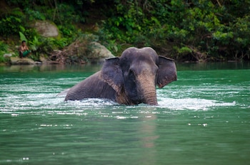 Ejemplar de elefante asiático de Sumatra. (kusuma wijaya/Wikimedia Commons)