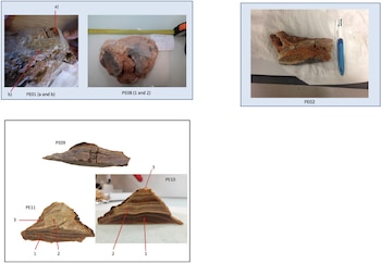 El fósil, conocido como Petralona