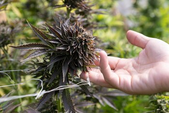 Se espera que con esta