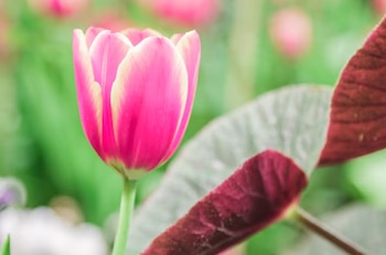 El avance humano y el