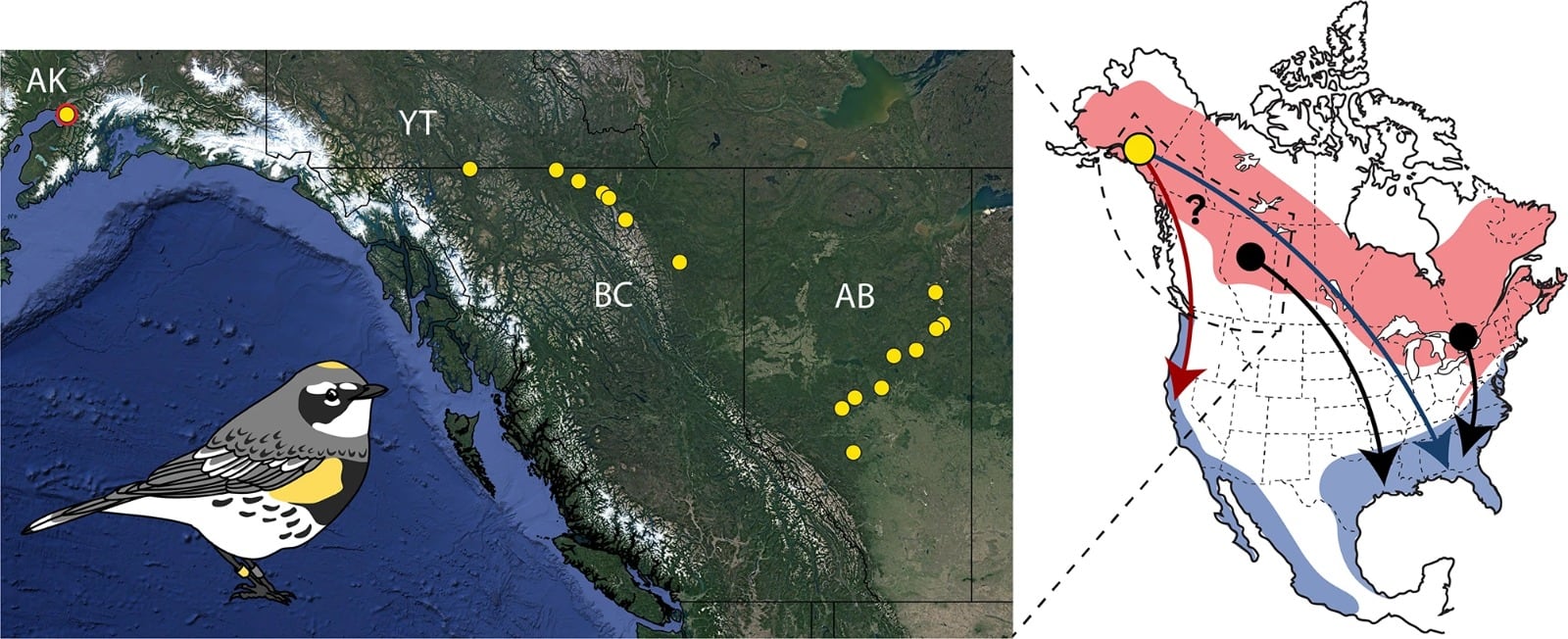La reinita mirto recorrió 10.900 kilómetros entre Anchorage, Alaska, y la costa del Golfo de Estados Unidos, según un estudio publicado en Movement Ecology (Gentileza, estudio Patrones migratorios inesperados en un ave canora que se reproduce en latitudes altas: evidencia obtenida mediante geolocalizadores multisensor e isótopos, publicado en Movement Ecology)