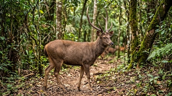 Un ciervo con cornamenta de pie en un sendero de tierra y hojas secas entre árboles y follaje verde.