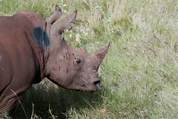 La caza furtiva responde a la alta demanda de cuernos, considerados símbolos de estatus en mercados asiáticos. (Reuters/Thomas Mukoya)