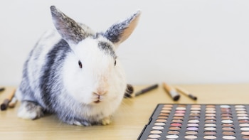 Día Internacional del Animal de Laboratorio: la fecha que busca visibilizar el uso de animales en experimentación científica y médica
