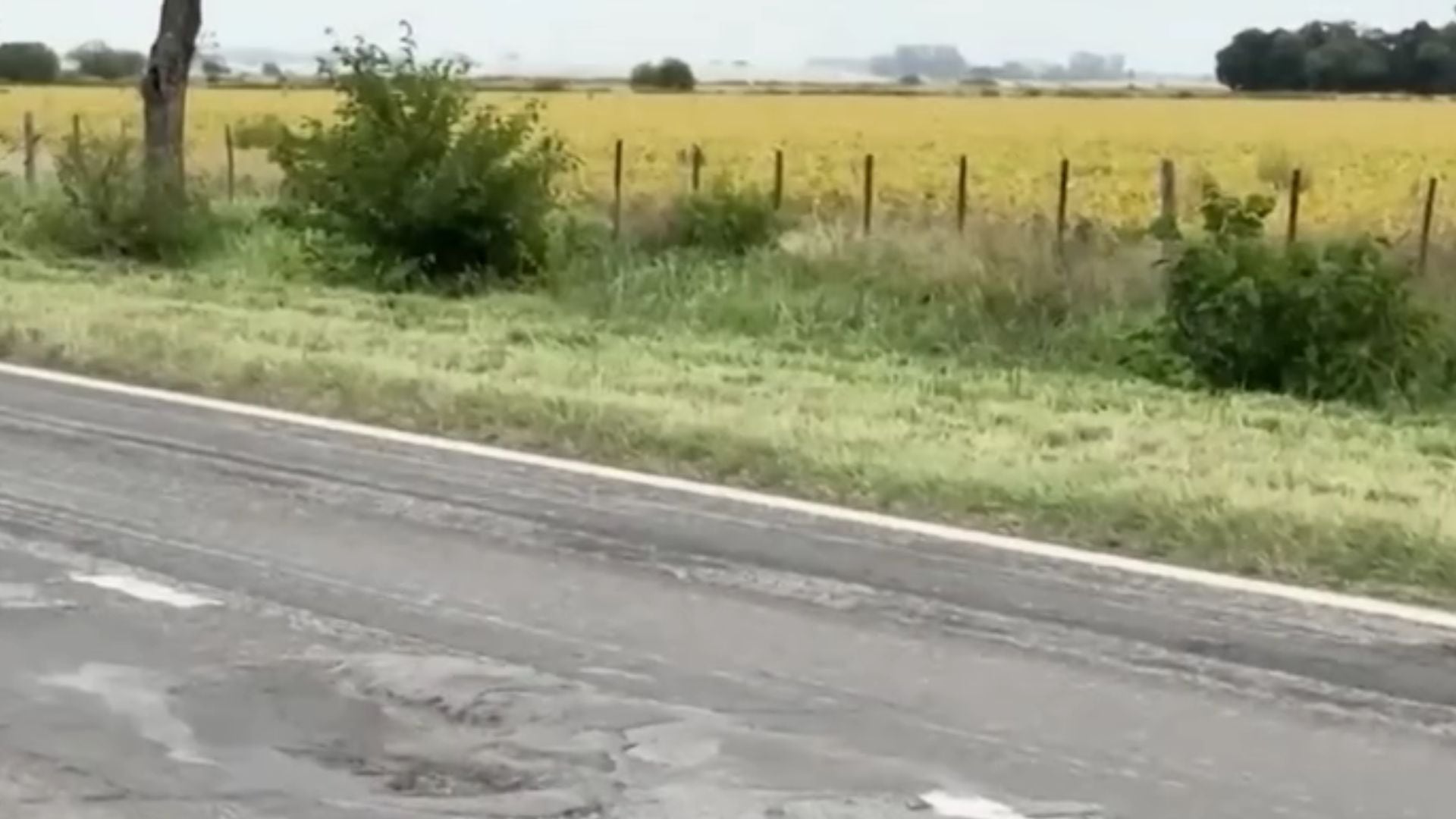 El deterioro de las rutas nacionales llevó a los municipios a cortar el pasto y arreglar baches en sectores urbanos de Venado Tuerto (Infobae en Vivo)