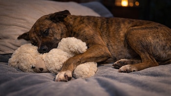 Perro callejero robó un peluche,