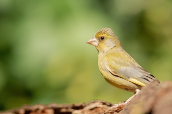 El hallazgo revela que circuitos