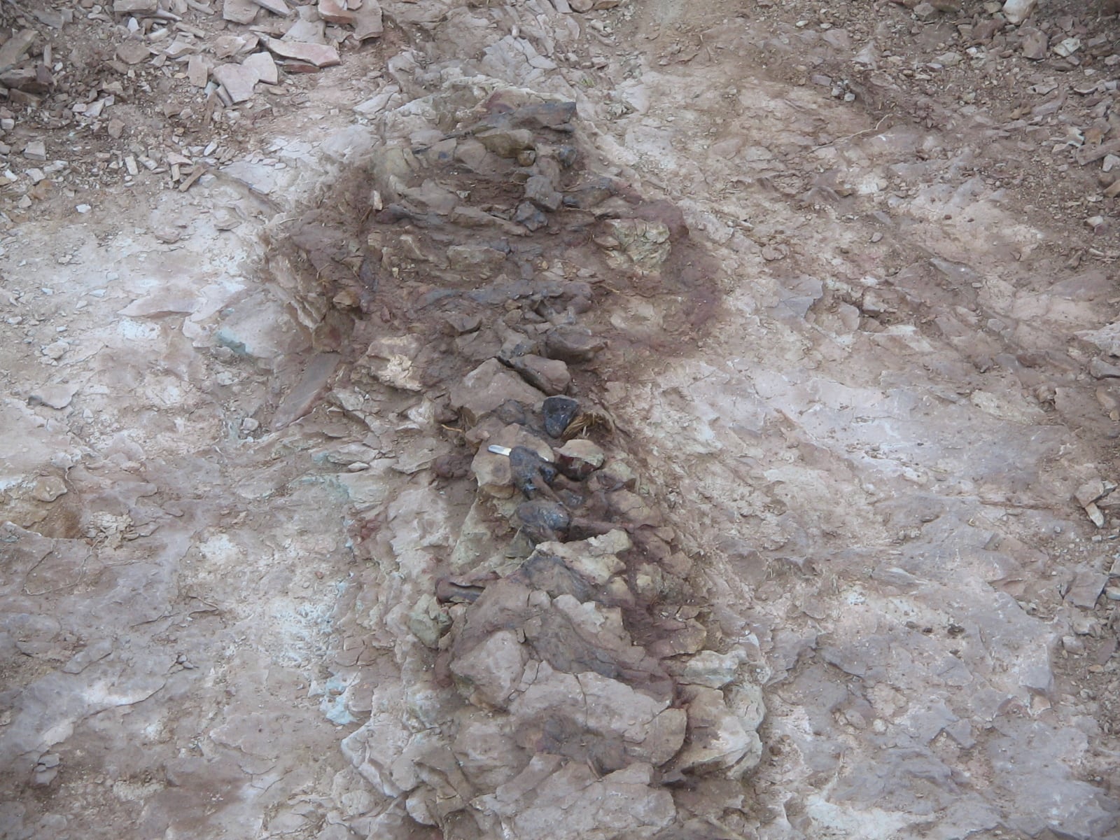 Los restos fueron hallados en la Formación Cañadón Calcáreo, reconocida por su riqueza fósil jurásica (MEF Chubut)