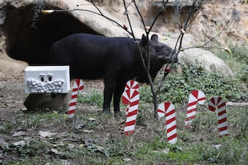Una danta de páramo come frutas en medio de decoraciones navideñas, hoy en el zoológico de Cali (Colombia) - crédito Ernesto Guzmán/EFE