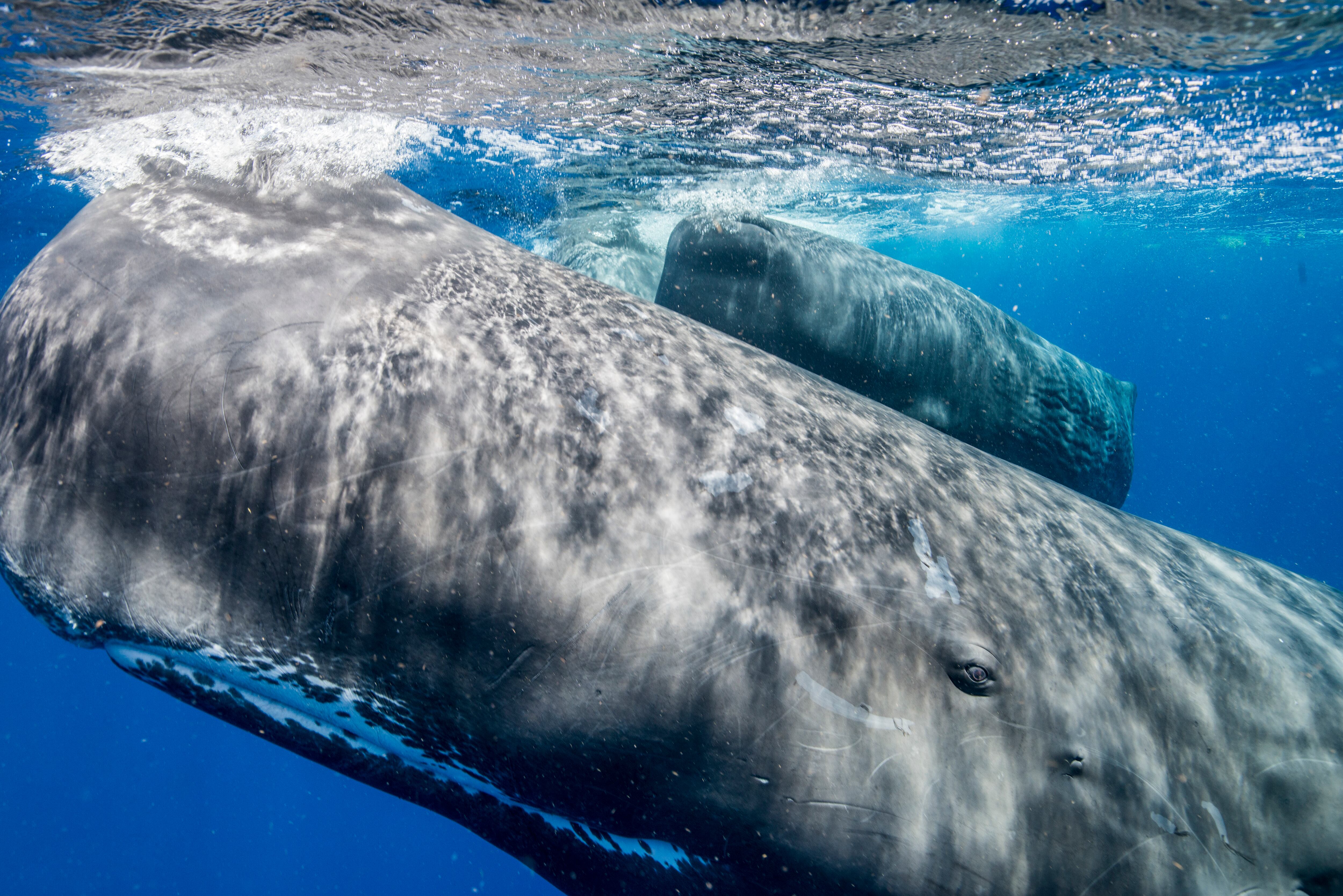 El Golfo de México alberga a múltiples especies marinas. Foto: (Archivo)