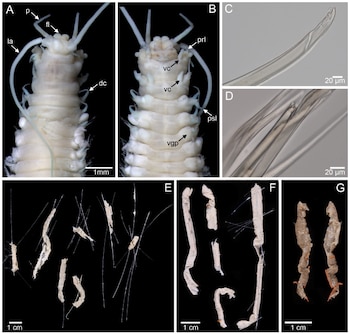Composición científica de siete paneles con vistas anatómicas de un gusano segmentado, estructuras microscópicas y restos de tubos protectores