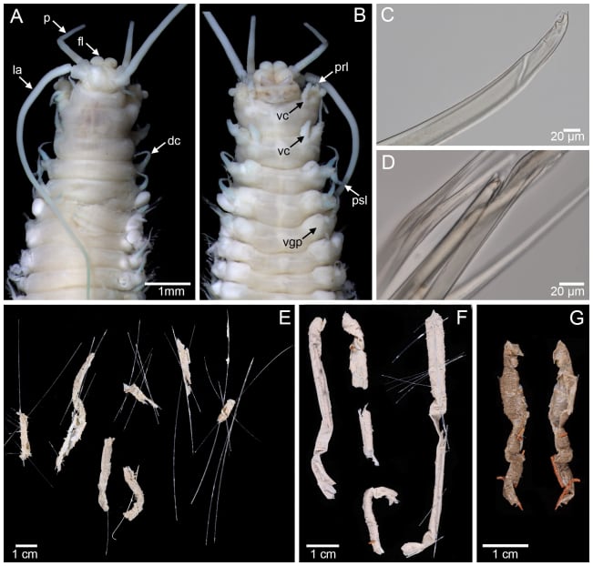 Las estructuras con aspecto de ventosa en la parte inferior del cuerpo motivaron la creación del nuevo género dentro de la familia Terebellidae (Crédito: Gentileza, estudio: Nuevas especies de anélidos de los montes submarinos del Territorio Australiano del Océano Índico (Isla Christmas y Cocos (Keeling)), publicado en Records of the Australian Museum)