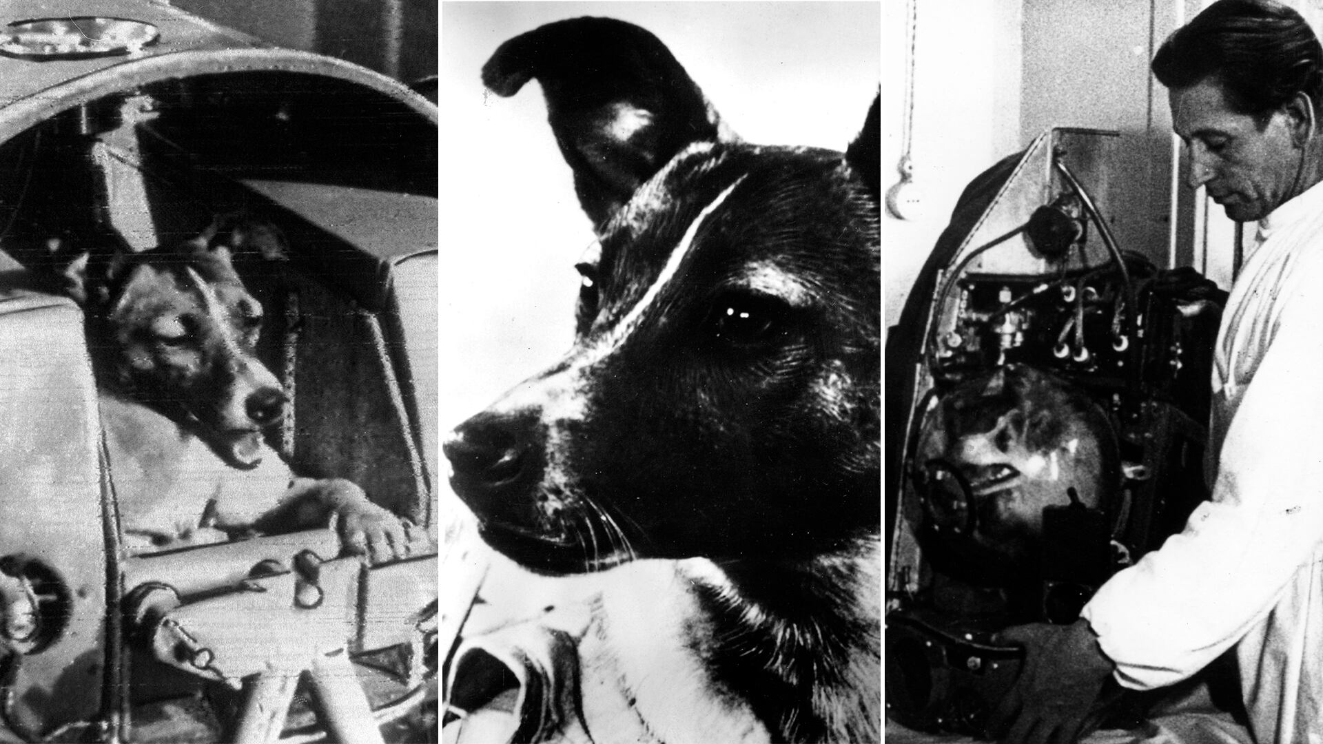 Laika, la primera perra en el espacio, enviada sin posibilidad de retorno por la Unión Soviética