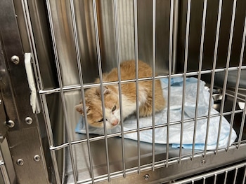 Sandy recibió los cuidados necesarios