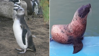 Lobos marinos y pingüinos magallánicos: