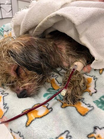 Los veterinarios se centraron en