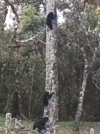 Ciclistas en Coconuco presenciaron osos