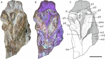 Un fósil mostrado en tres fases: fotografía natural, imagen ultravioleta en tonos violetas y un esquema en blanco y negro con etiquetas